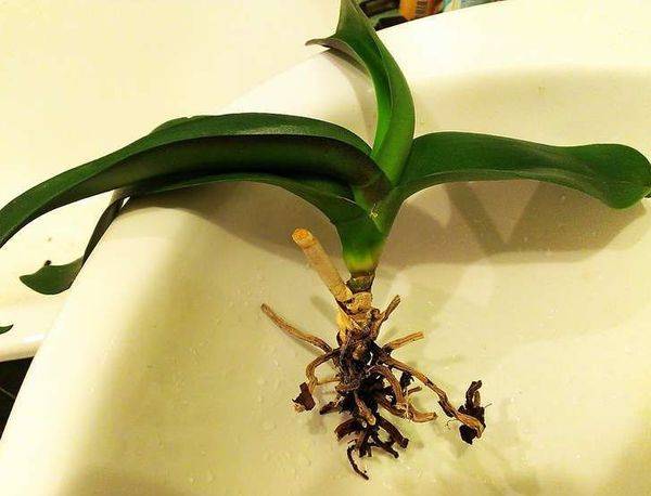 Как реанимировать орхидею, если сгнили корни: советы