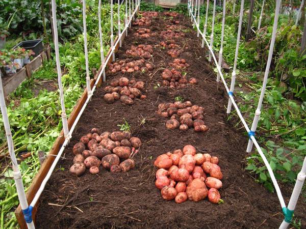 Как правильно посадить картофель под солому в огороде
