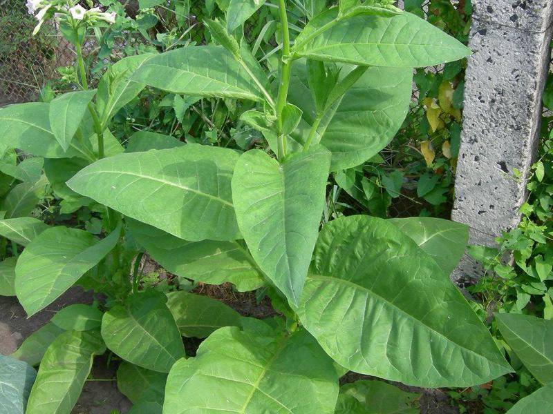 Душистый табак — секреты выращивания от опытных садоводов