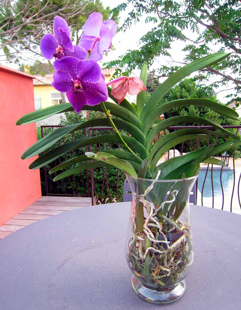 Орхидея ванда в домашних условиях: как выращивать