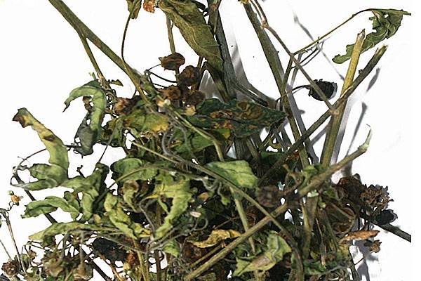 Ядовитое растение черный паслен, его польза и противопоказания