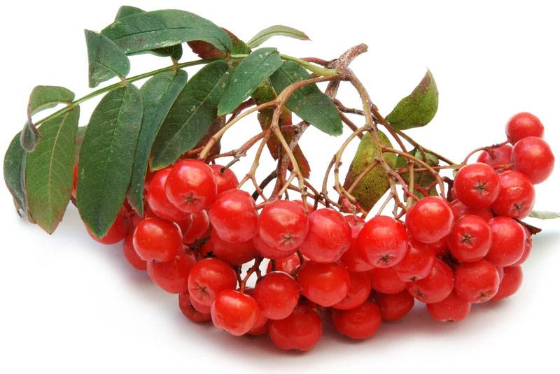 Лечебные свойства плодов красной рябины