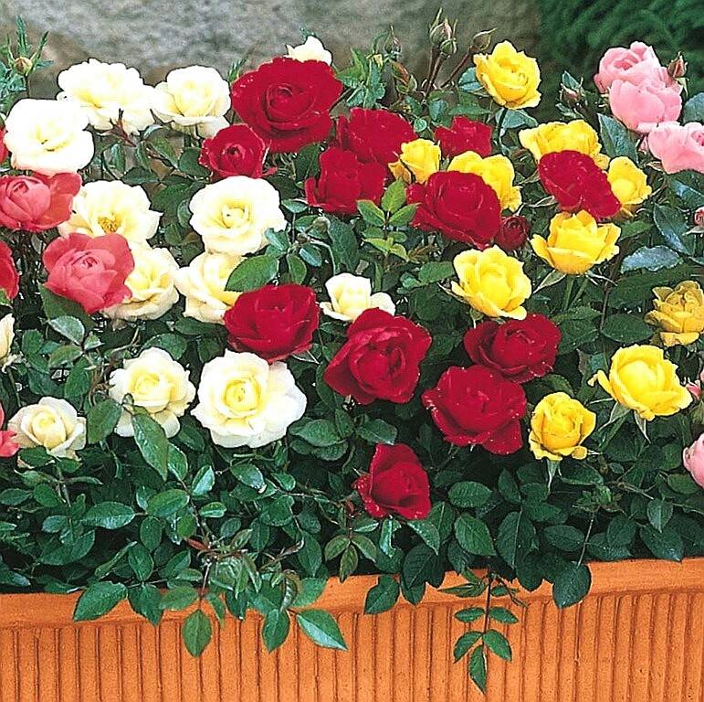 Лучшие способы размножить плетистые розы весной и летом