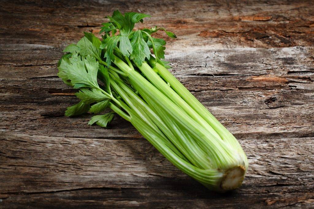 Полезный овощ корневой сельдерей: как вырастить его самостоятельно