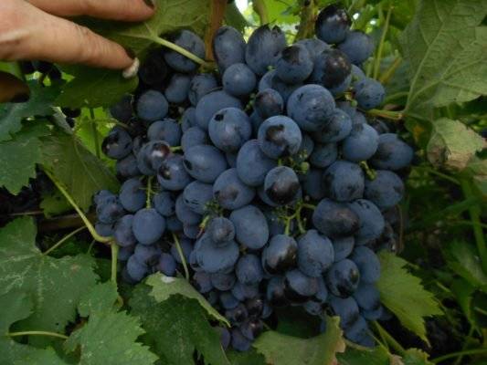 Какими свойствами должны обладать неукрывные сорта винограда и какие из них считаются лучшими