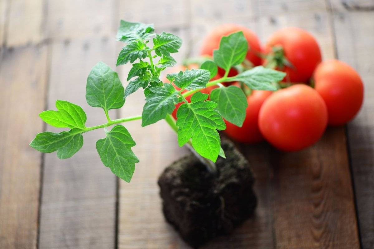 Подкормка огурцов, томатов и перца дрожжами: отзывы и лучшие рецепты