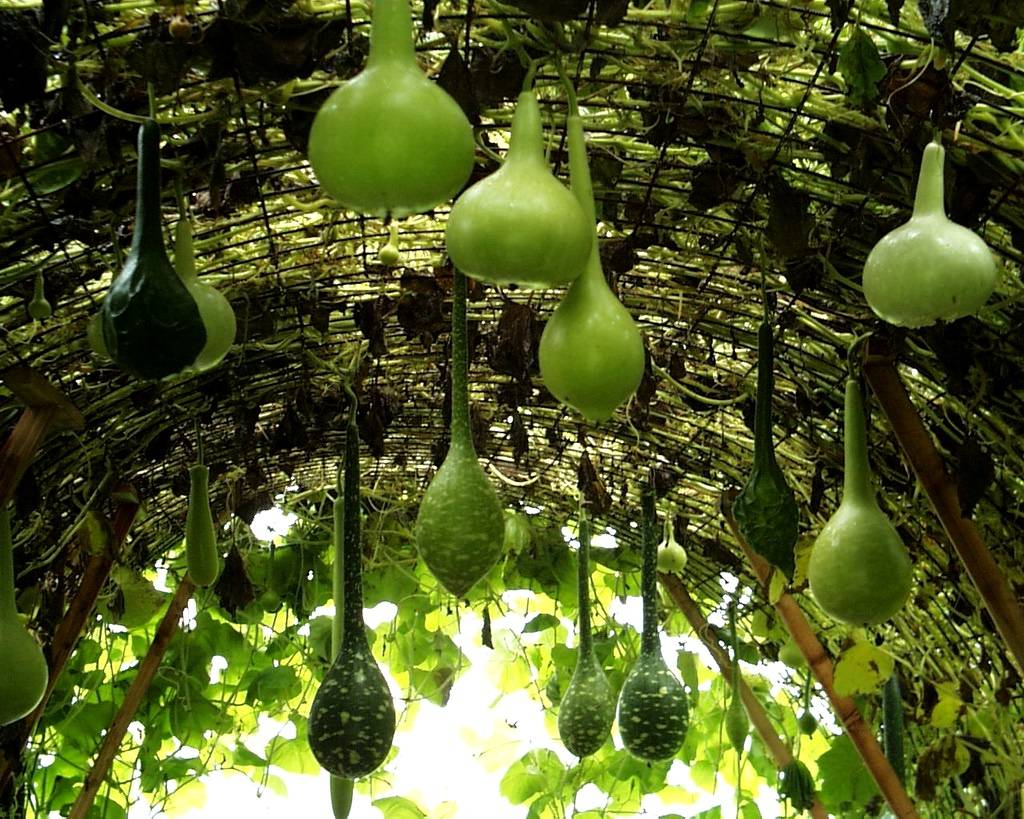 Бутылочная тыква (лагенария): описание, фото, сорта, как выглядит, выращивание