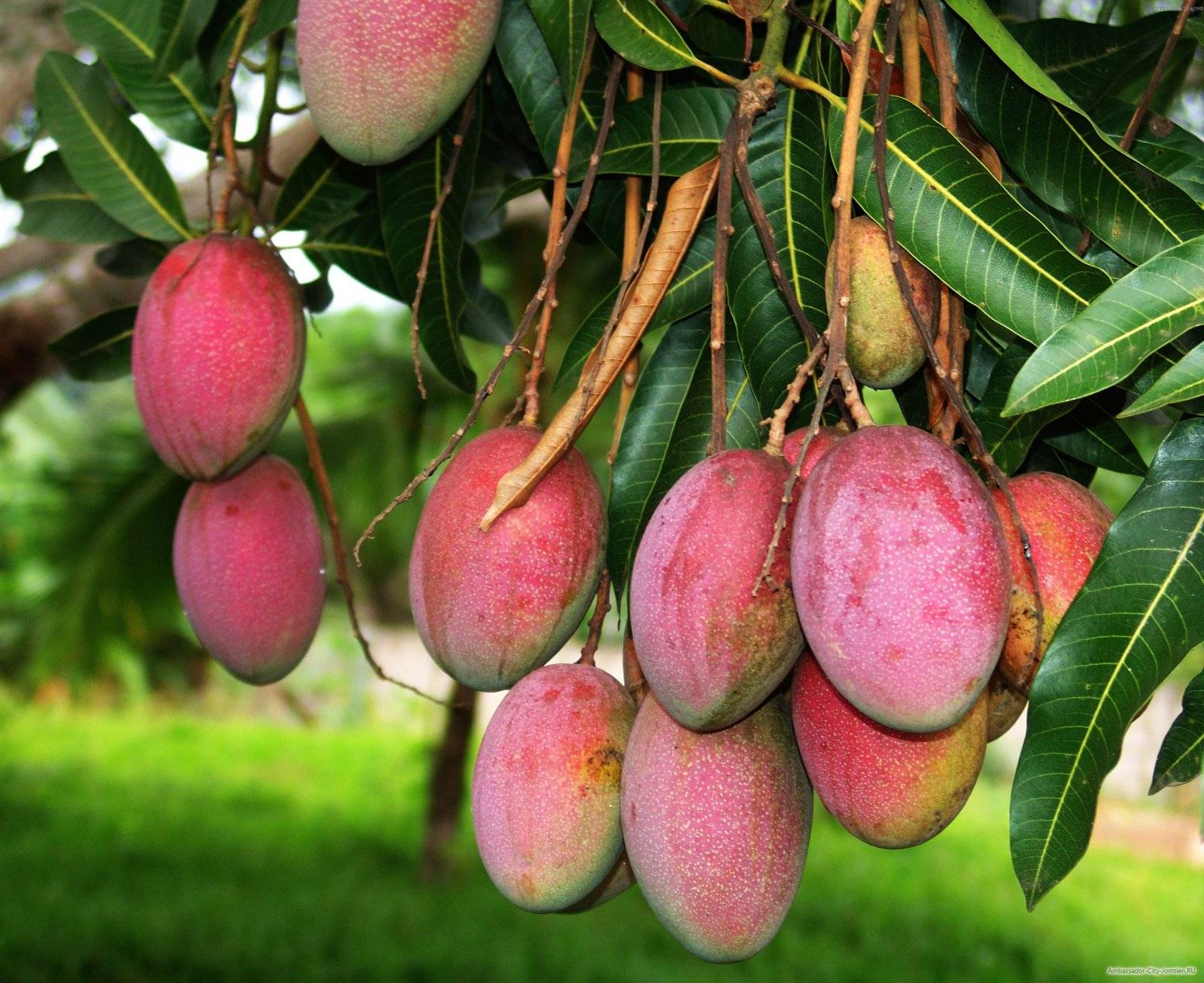 Как вырастить манго дома в горшке