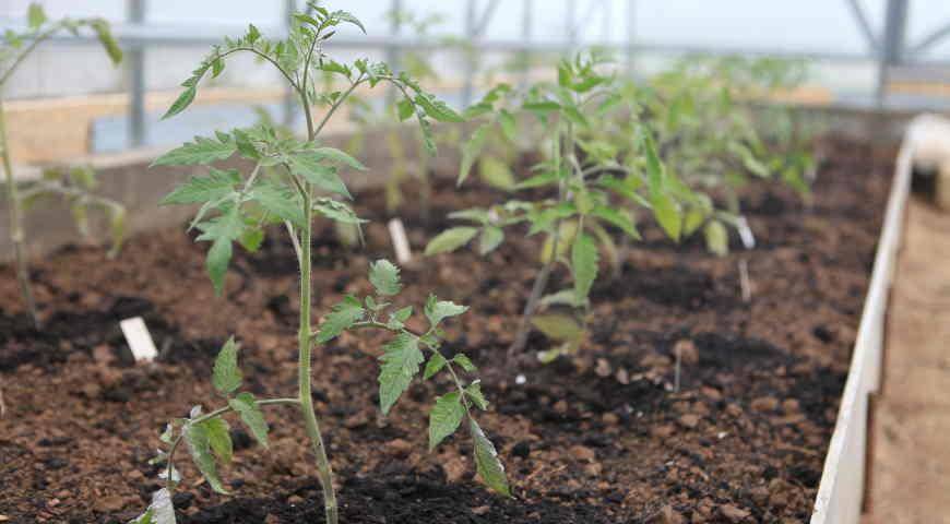 Когда и как высаживать рассаду помидоров в открытый грунт
