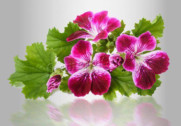Почему не цветет герань — удобрения для герани