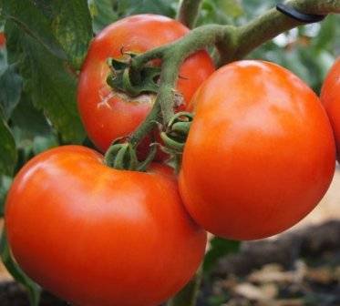 Выбираем томаты для ленинградской области