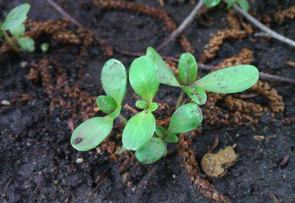 Циния — выращивание из семян, когда сажать на рассаду, посев и пикировка