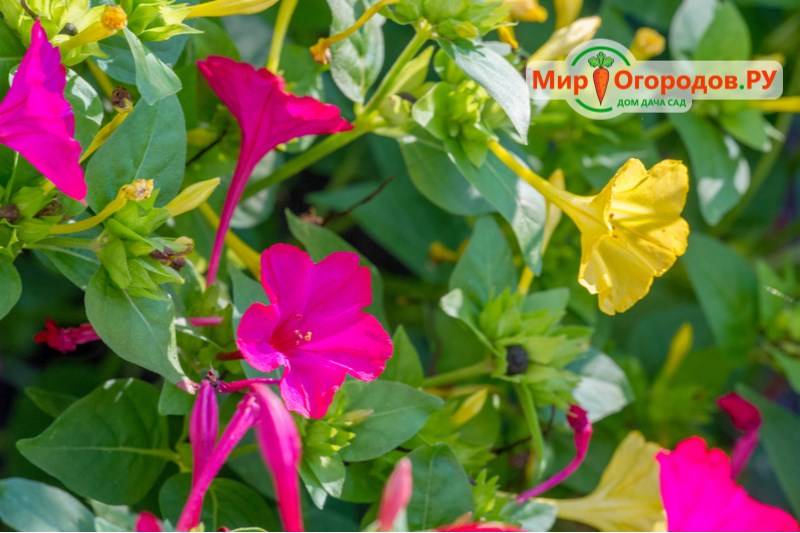 Цветок мирабилис: посадка и уход в открытом грунте, фото, лучшие сорта, когда и как сажать семенами