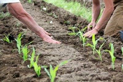 Когда и как высаживать кукурузу: схема посадки, через сколько дней всходит