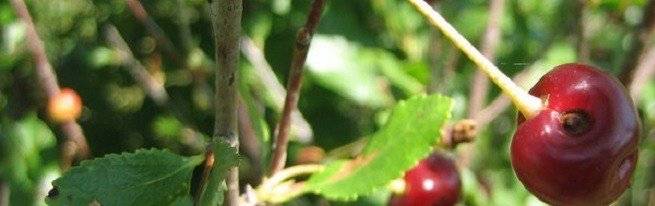 Вредители сада и огорода: описание и меры борьбы