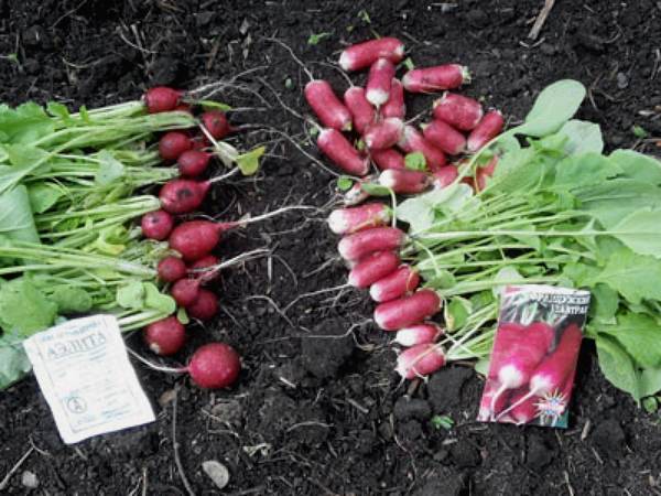 Выращивание редиса: 8 секретов небывалого урожая