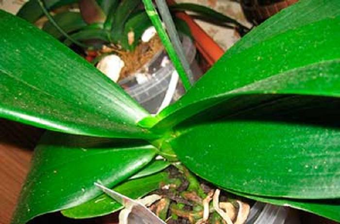 Как вернуть тургор листьям орхидеи