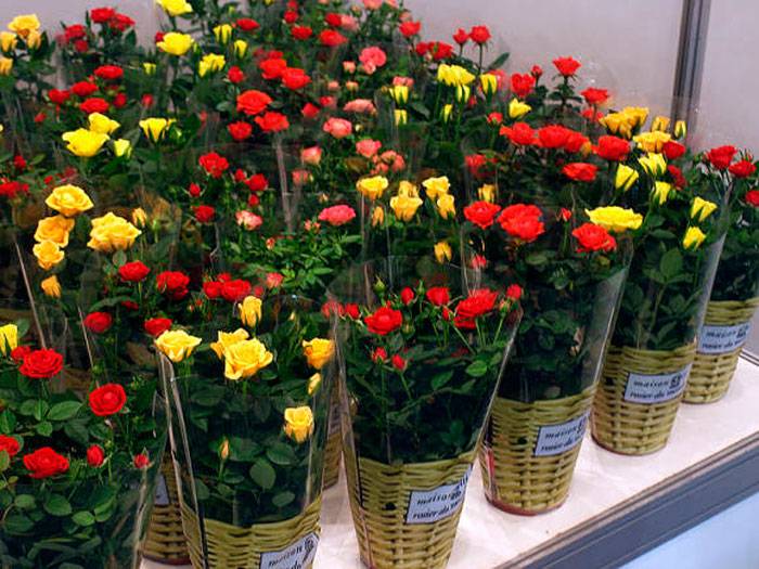 Какой уход нужен в домашних условиях для розы в горшке после покупки в магазине?