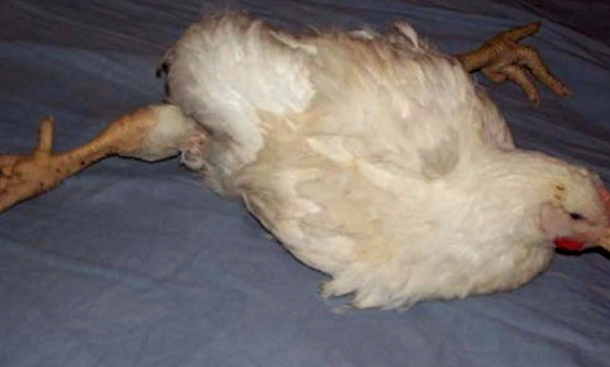 Почему у цыплят опущены крылья — причины, описание проблем и их решение