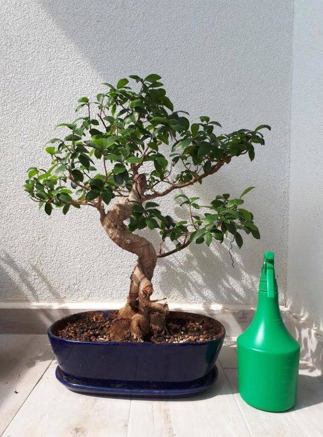 Как вырастить бонсай дерево из семян в домашних условиях