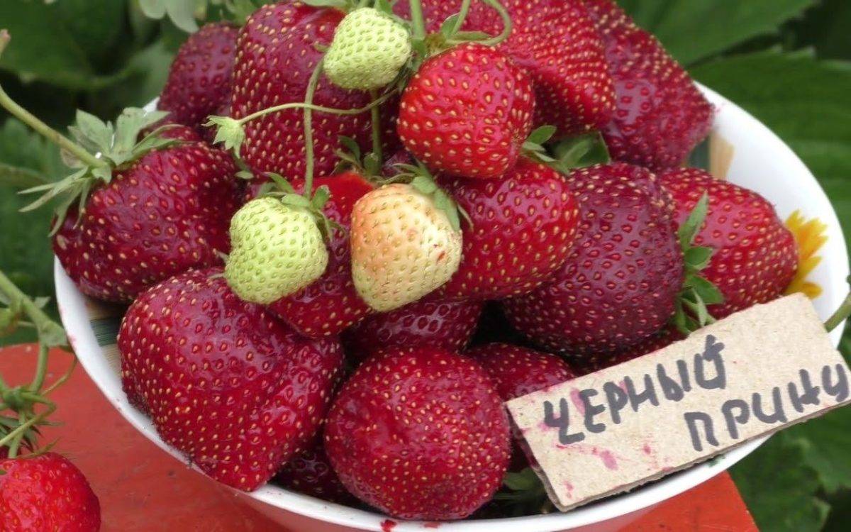 Как ухаживать за клубникой весной и летом: как правильно поливать, чем кормить, как защищать урожай