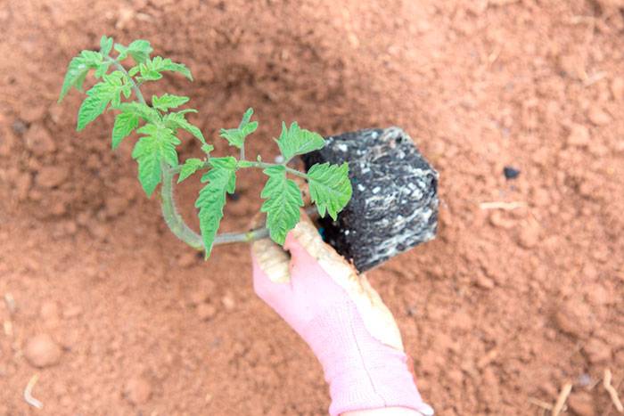 Получение урожая до 70 кг томатов с куста, применяя метод и.в. маслова