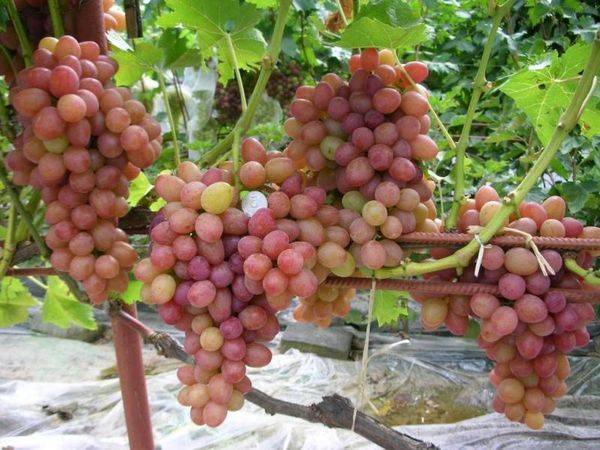 Описание и фото ультраранних сортов винограда