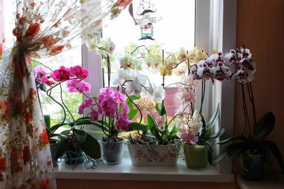 Как рассадить орхидею – пошаговый алгоритм с фото рассадки деток в домашних условиях, правильное размножение цветка