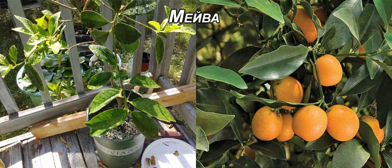 Описание кумквата: что это за фрукт, каковы его польза и вред, возможно ли выращивание в домашних условиях?