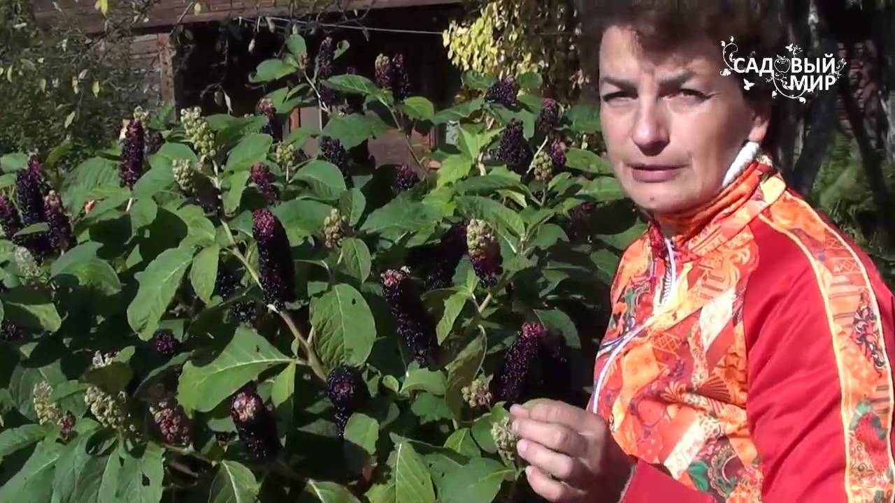 Cирийский гибискус садовый выращивание, уход и видео
