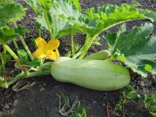 Как вырастить кабачки: простые советы и необычные способы получения урожая