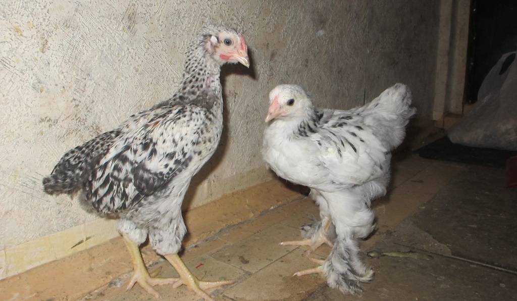 Как определить пол цыпленка