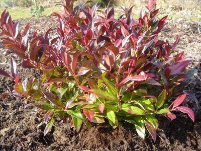 Как посадить и вырастить кустарник леукотоэ рейнбоу