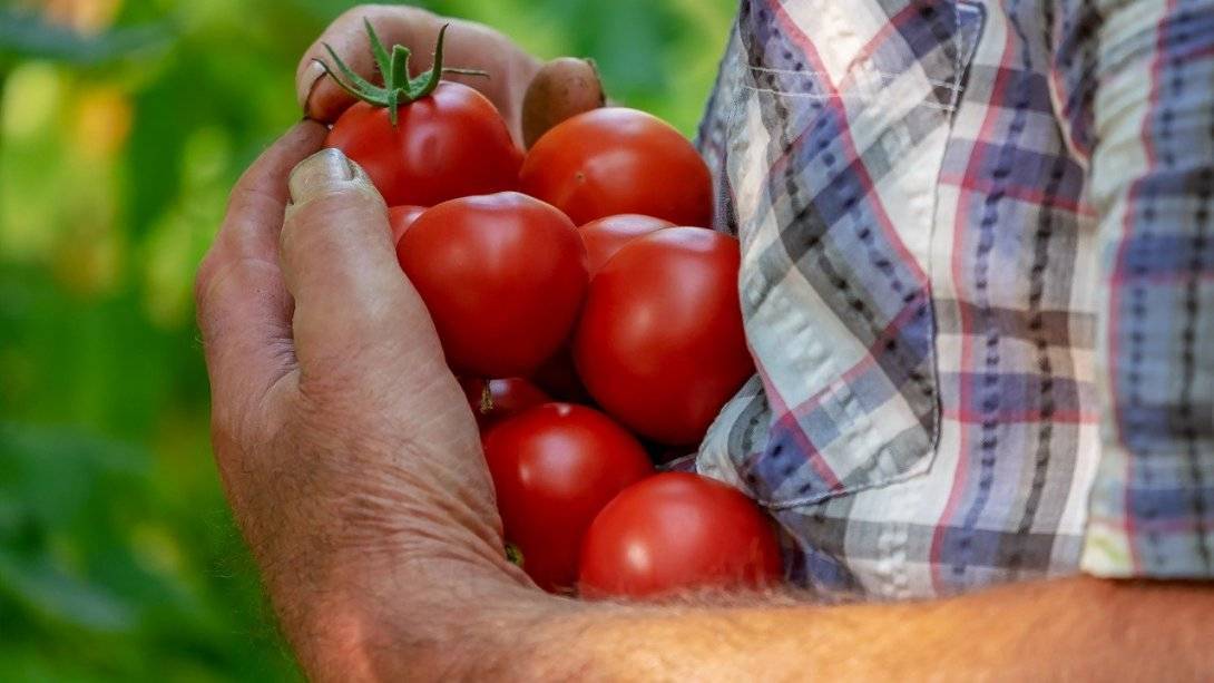 Эффективные способы обработки семян помидоров перед посадкой на рассаду - описание с подробной инструкцией