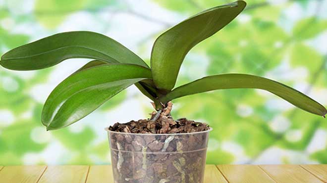 Субстрат для орхидей — какой лучше для выращивания