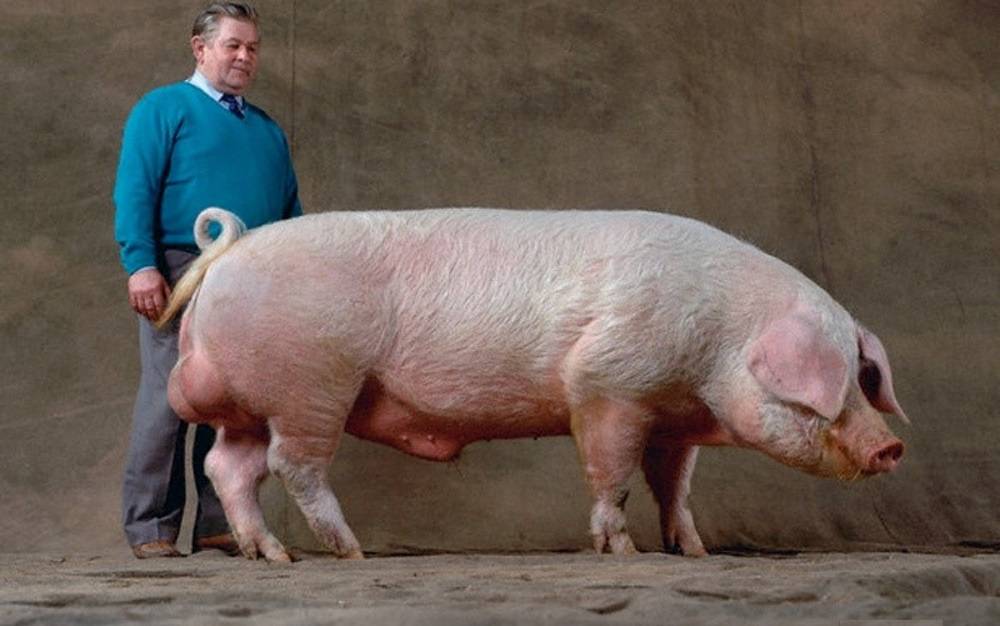 Свиньи породы ландрас: правила выращивания, кормления и размножения