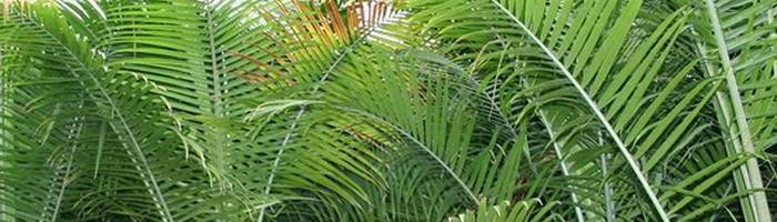 Комнатные растения, которые похожие на пальму