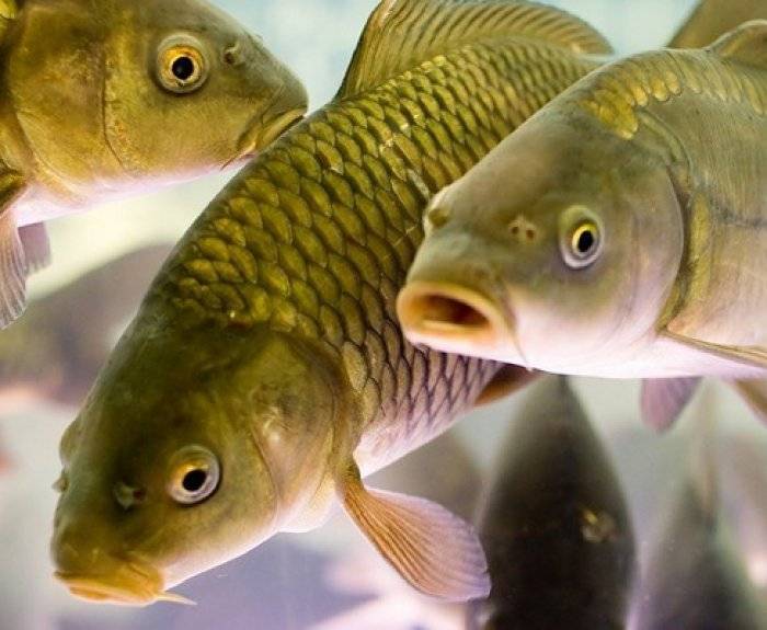 Какую лучше рыбу разводить в искусственном водоеме и как сделать своими руками пруд на участке?
