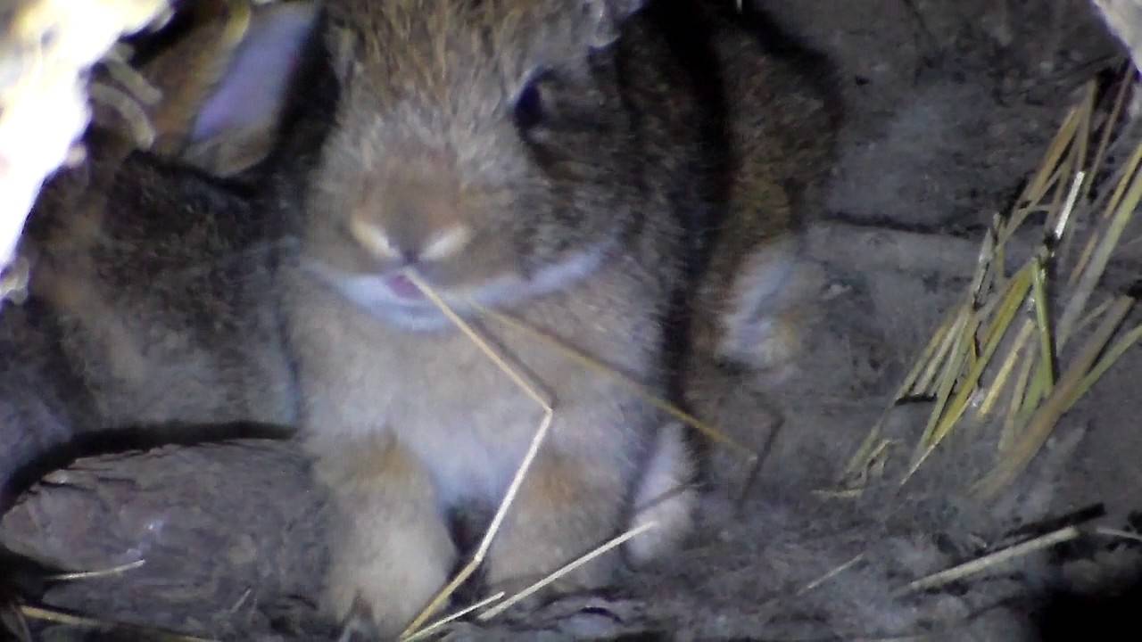 Технология содержания и разведения кроликов