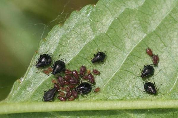Как изготовить ловушки против муравьев для плодовых деревьев своими руками
