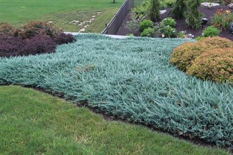 Можжевельник казацкий блу дануб (juniperus sabina blue danube)