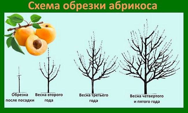 Как и когда можно обрезать абрикосы в весенний период
