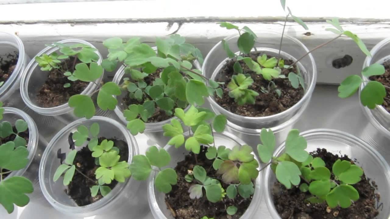 Выращивание аквилегии из семян в домашних условиях, посадка и уход за аквилегией в саду