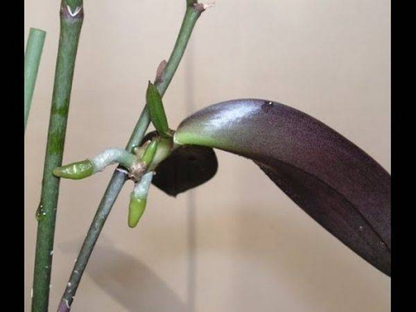 Как реанимировать орхидею, если сгнили корни?