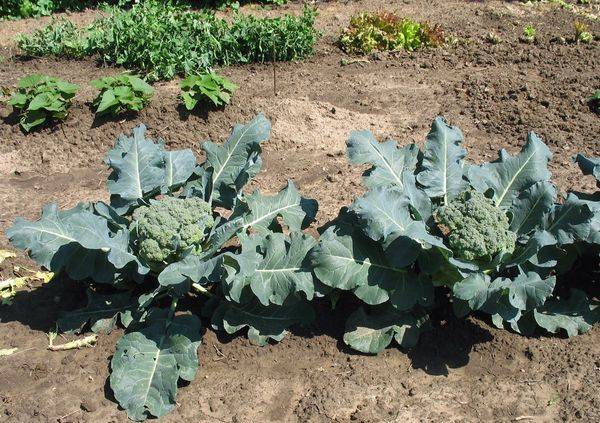 Брокколи: выращивание на огороде, посадка и уход