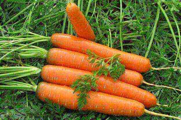 Благоприятные дни для посева моркови в 2020 году