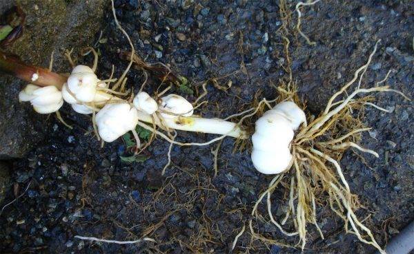 Как сохранить лилии зимой: способы, правила и условия хранения луковиц