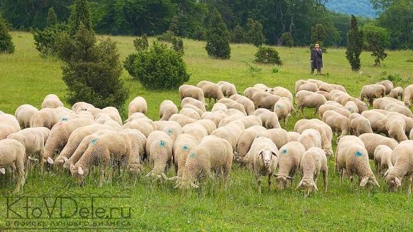 Как начать разводить овец в домашних условиях – рекомендации начинающим