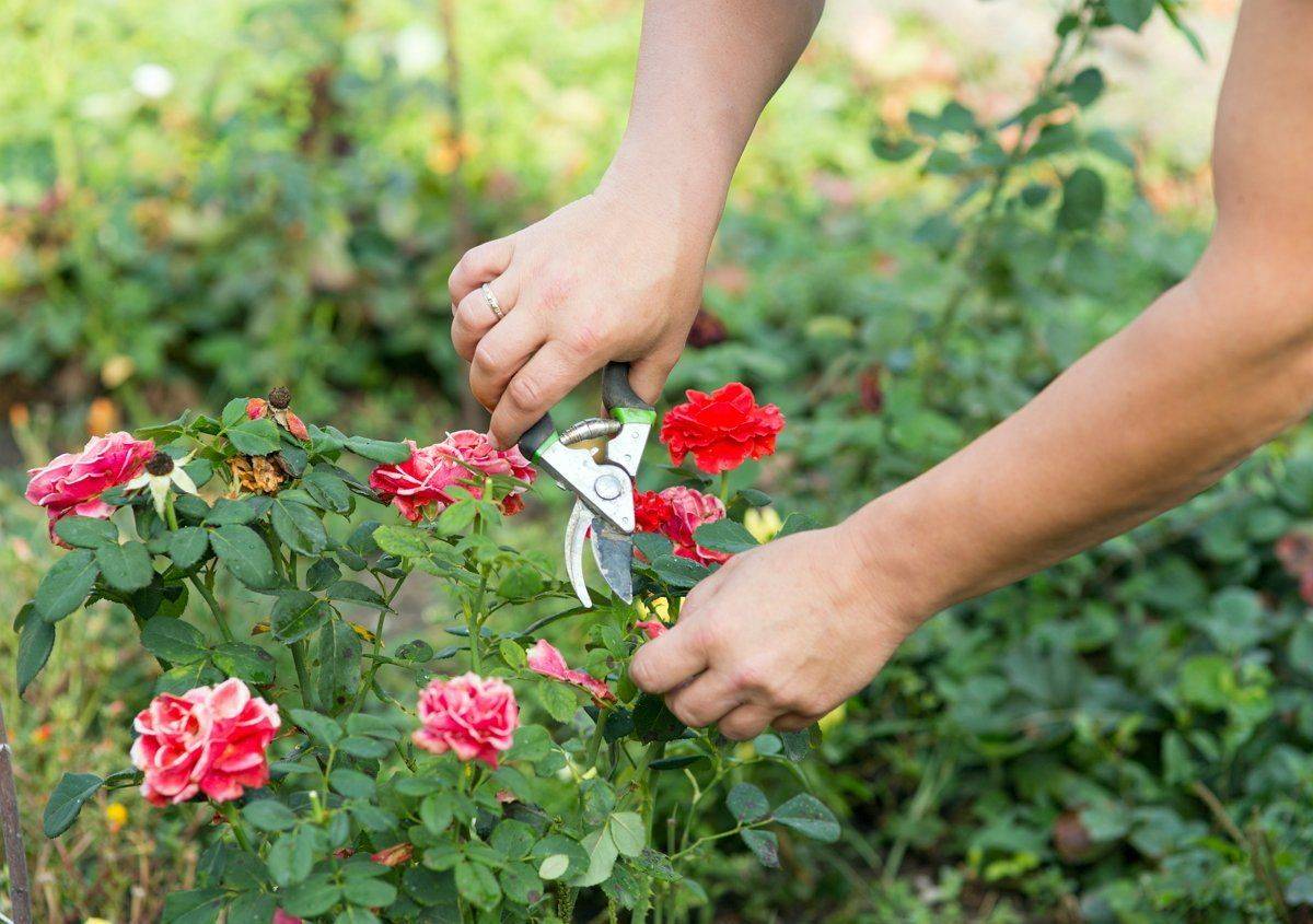 Когда летом высаживать розы в открытый грунт, чтобы они благополучно прижились?