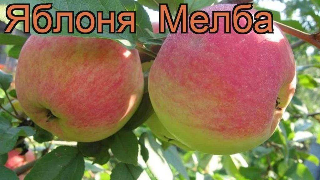 Северные красавицы: лучшие сорта яблонь для ленинградской области